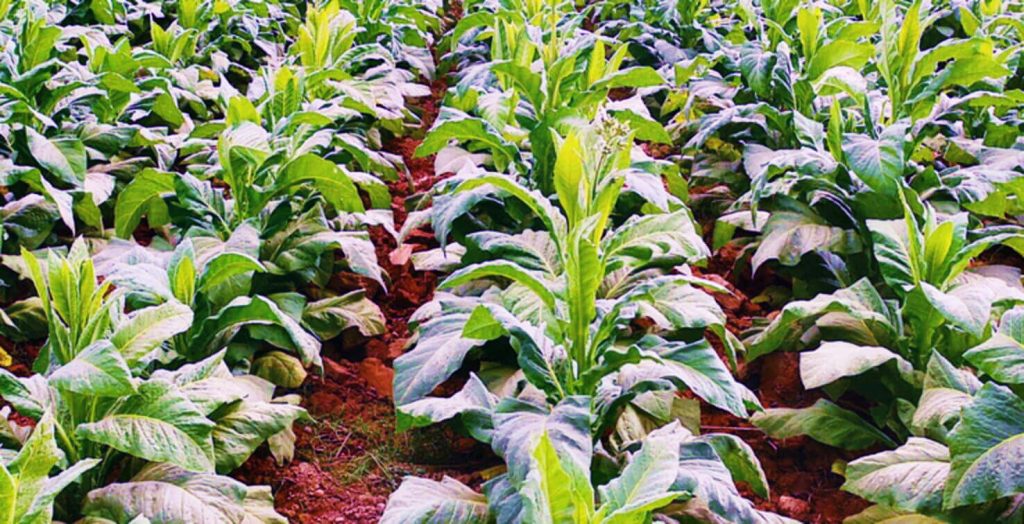 Посмотрите на обширную табачную ферму с рядами процветающих растений