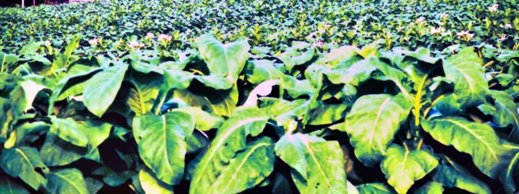 Захватывающий крупный план ярких листьев табака на поле в Вирджинии